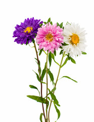 bouquet of asters