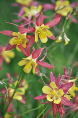 Желто-розовая аквилегия в цветнике