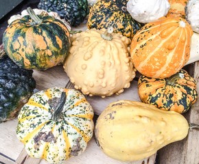 Bunch of gourds and squashes for halloween