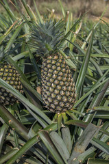 パイナップル畑