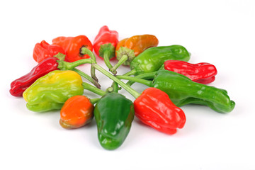 Eine Runde Chili-Schoten