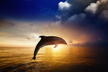 Foto op Aluminium Dolfijn Dolfijnen springen