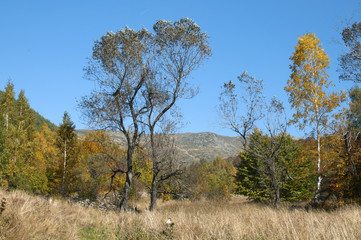 Autumn scene in mountain in sunny day