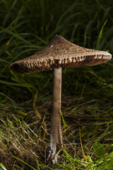 Riesenschirmpilz - Champingonartige