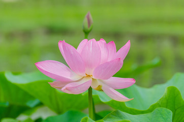 Oga lotus flowers in Korakuen garden Japan