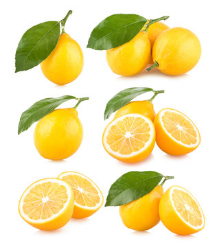 set pf 6 lemon images