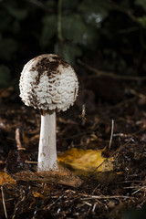 Pilz Familie morchelartige