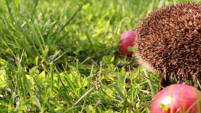 Hedgehog is walking and sniffing in the grass, red apples around