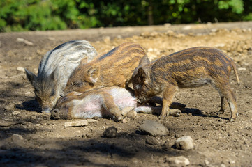 Wild boar in autumn forest