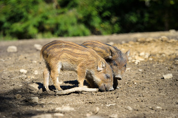 Wild boar in autumn forest