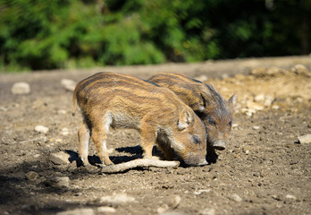 Wild boar in autumn forest