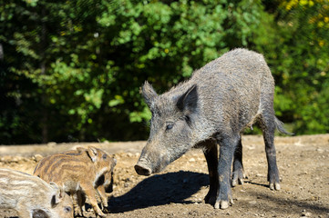 Wild boar in autumn forest