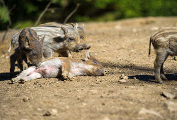 Wild boar in autumn forest