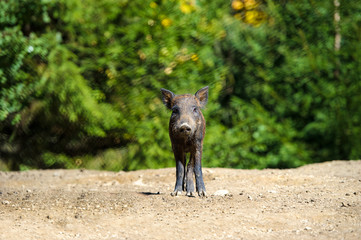 Wild boar in autumn forest