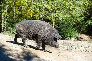 Wild boar in autumn forest