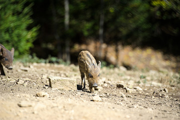 Wild boar in autumn forest