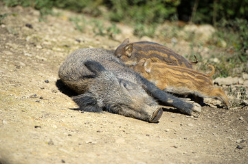 Wild boar in autumn forest