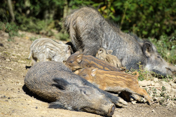 Wild boar in autumn forest