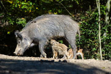 Wild boar in autumn forest