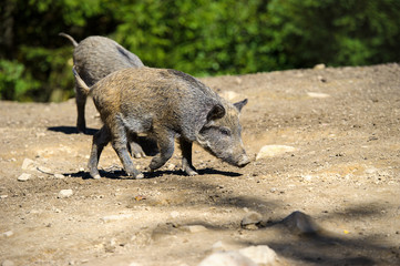 Wild boar in autumn forest