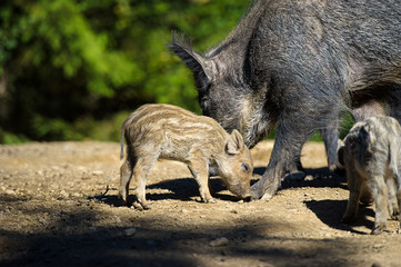 Wild boar in autumn forest