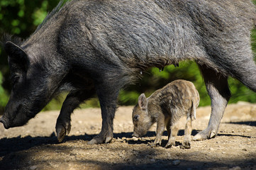 Wild boar in autumn forest