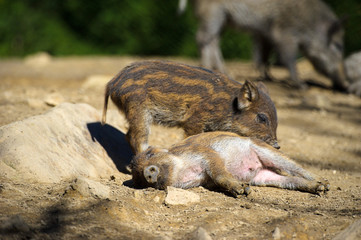 Wild boar in autumn forest