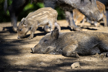 Wild boar in autumn forest