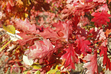 Oak twig with bright red leaves