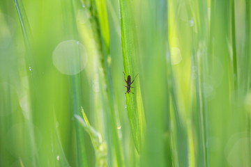 Insect in rice field