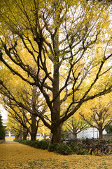 神宮外苑のイチョウ並木