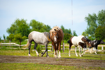 Obraz premium Funny horse