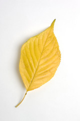 黄葉した桜の葉