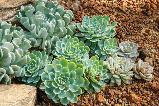 Echeveria rosettes