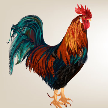 Background with vector realistic cock