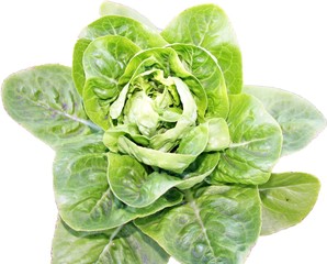 lettuce on white background
