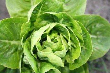growing lettuce