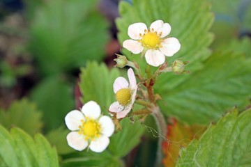 strawberry plant flowering