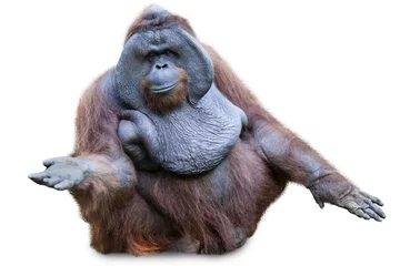 Abwaschbare Fototapete Affe Orang-Utan sitzt auf Weiß