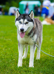 Siberian Husky dog