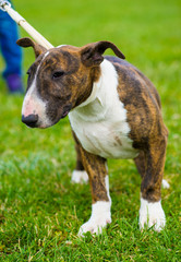 Bull Terrier Dog
