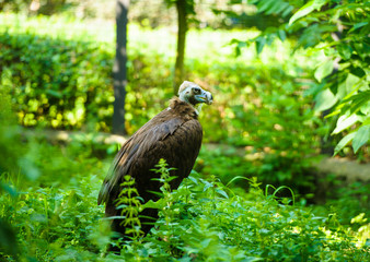 vulture