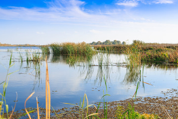 beautiful large lake with reeds
