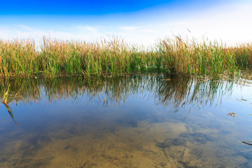 Fototapeta na wymiar beautiful large lake with reeds