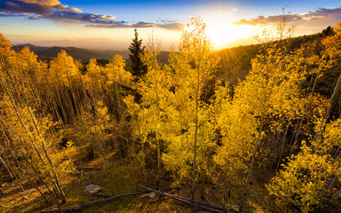 Fototapeta premium Golden Aspen Sunset