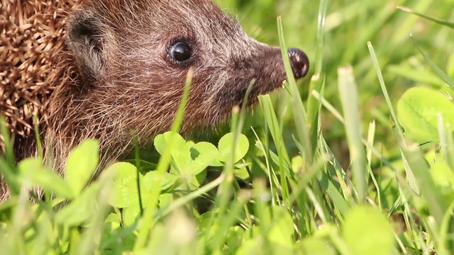 Hedgehog is walking and sniffing in the grass, red apples around