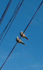 Couple de tourterelle