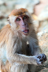 macaque portrait
