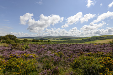 heather field and hilly countryside, Exmoor