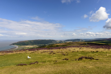 seagull and Exmoor coast, Malsmead